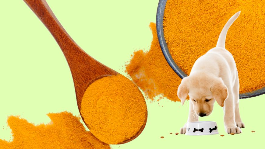 Turmeric Dosage for Dogs